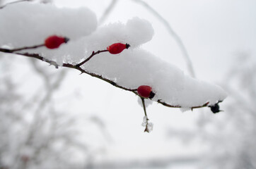 Fototapeta na wymiar snowy rose hips in the winter