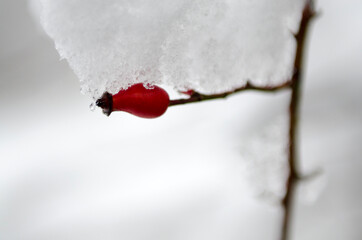 rose hip in the winter
