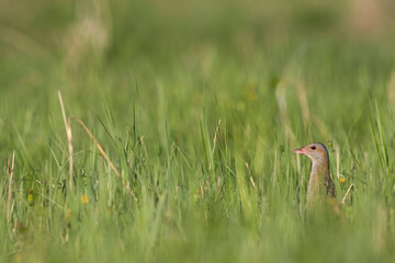 Kwartelkoning, Corncrake, Crex crex