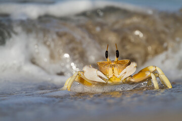 Crab foraging on the beach in Oman © AGAMI