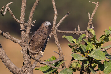 Crested Honey-Buzzard; Pernis ptilorhynchus;