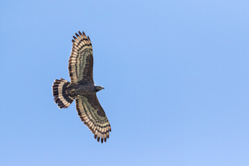 Aziatische Wespendief, Oriental Honey-buzzard, Pernis ptilorhyncus