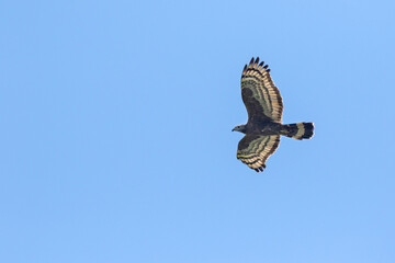 Aziatische Wespendief, Oriental Honey-buzzard, Pernis ptilorhyncus
