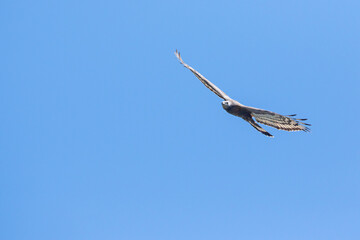 Aziatische Wespendief, Oriental Honey-buzzard, Pernis ptilorhyncus
