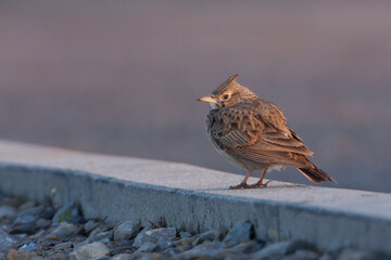 Kuifleeuwerik, Crested Lark, Galerida cristata cristata