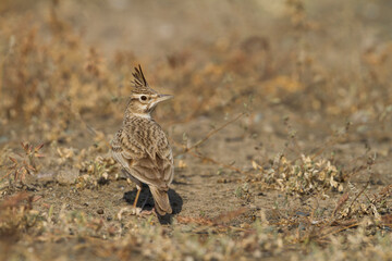 Kuifleeuwerik, Crested Lark, Galerida cristata kleinschmidtii