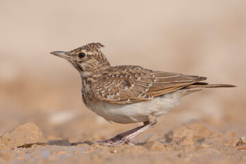 Crested Lark, Kuifleeuwerik, Galerida cristata ssp. meridionalis