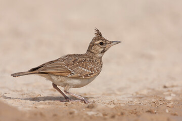 Crested Lark, Kuifleeuwerik, Galerida cristata ssp. meridionalis