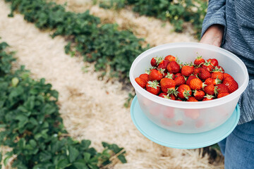 person picking strawberries