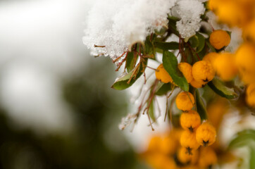 Rowanberries in the winter