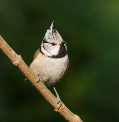Kuifmees, Crested Tit, Lophophanes cristatus cristatus