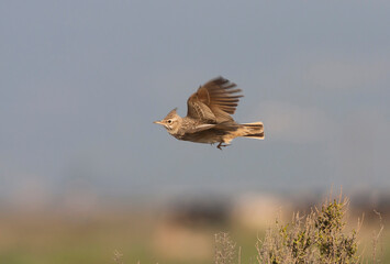 Kuifleeuwerik, Crested Lark, Galerida cristata zion