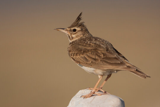 Crested Lark, Kuifleeuwerik, Galerida cristata ssp. meridionalis