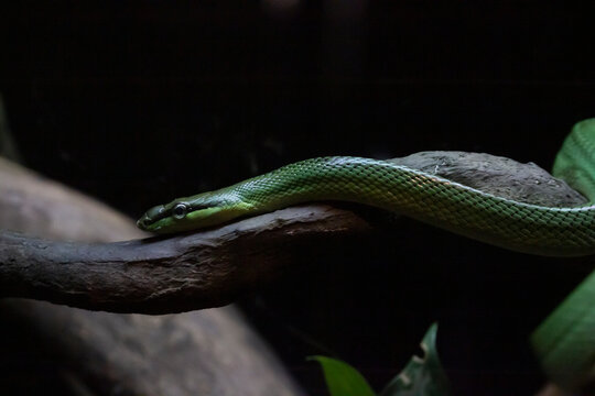 green snake on a branch