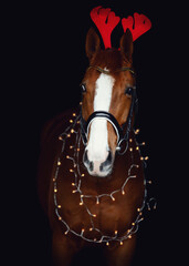 closeup portrait of dressage gelding chestnut horse in bridle and christmas decoration isolated on...