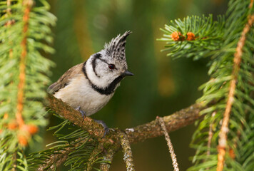 Kuifmees, Crested Tit, Lophophanes cristatus cristatus