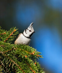 Kuifmees, Crested Tit, Lophophanes cristatus cristatus