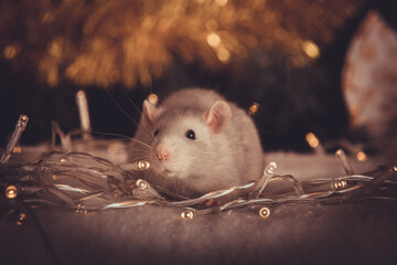 portrait of pet rat sitting near christmas lights in winter