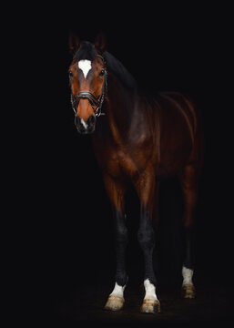 portrait of kwpn dressage gelding horse with white spot on forehead in bridle isolated on black background