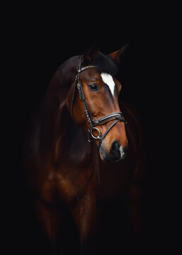 closeup portrait of kwpn dressage gelding horse with white spot on forehead in bridle isolated on black background