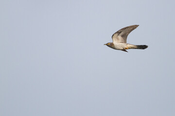 Cuckoo, Koekoek, Cuculus canorus ssp. canorus