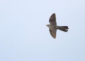 Cuckoo, Koekoek, Cuculus canorus ssp. canorus