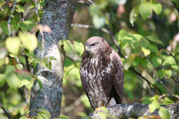 A common buzzard on a tree