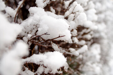 snow covered branches