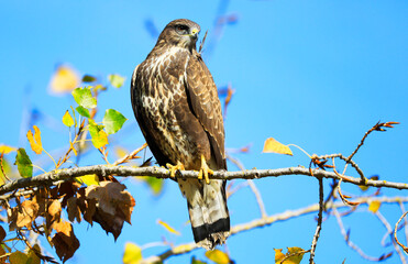 A common buzzard on a tree