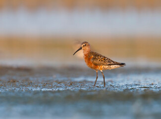 Krombekstrandloper, Curlew Sandpiper, Calidris ferruginea