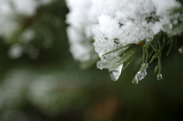 frost on the branches