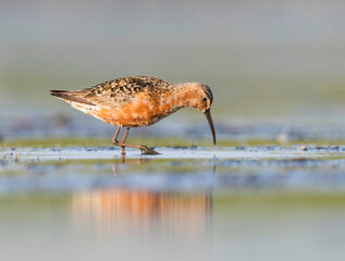 Krombekstrandloper, Curlew Sandpiper, Calidris ferruginea