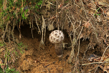 Rare fungus in Low Beskids, Poland