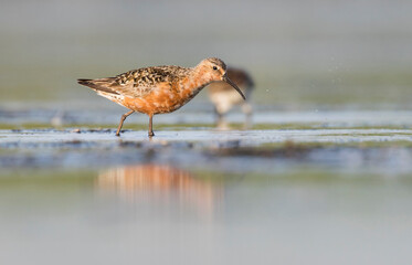 Krombekstrandloper, Curlew Sandpiper, Calidris ferruginea