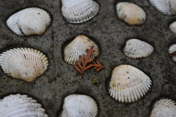 seashells on the stone