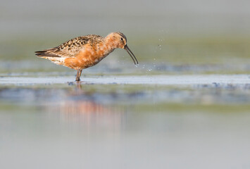Krombekstrandloper, Curlew Sandpiper, Calidris ferruginea