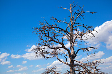 A branching tree against a blue sky with clouds