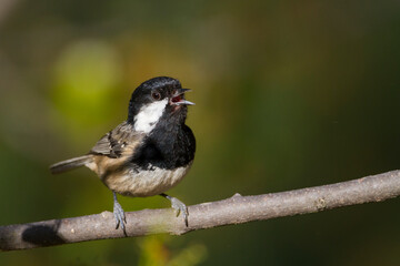 Obraz premium Cyprus Zwarte Mees, Cyprus Coal Tit, Periparus ater cypriotes