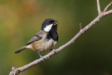 Fototapeta premium Cyprus Zwarte Mees, Cyprus Coal Tit, Periparus ater cypriotes