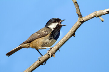 Cyprus Zwarte Mees, Cyprus Coal Tit, Periparus ater cypriotes