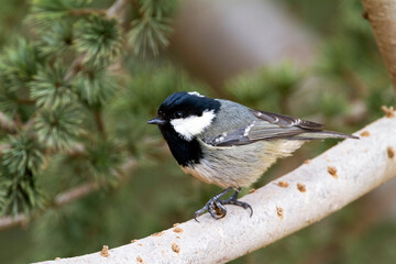 Cyprus Zwarte Mees, Cyprus Coal Tit, Periparus ater cypriotes
