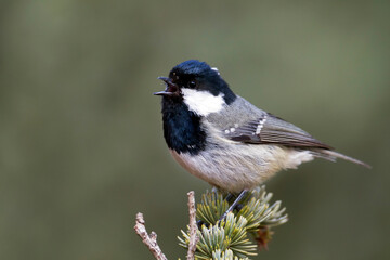 Cyprus Zwarte Mees, Cyprus Coal Tit, Periparus ater cypriotes