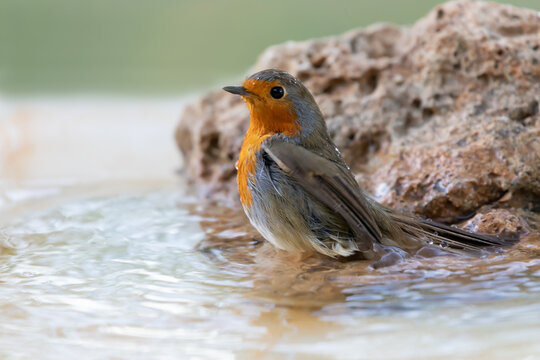 Robin bird at the bathroom