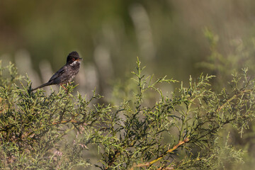Cyprusgrasmus, Cyprus Warbler, Sylvia melanothorax