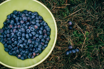 close up of bowl with blueberries on grass