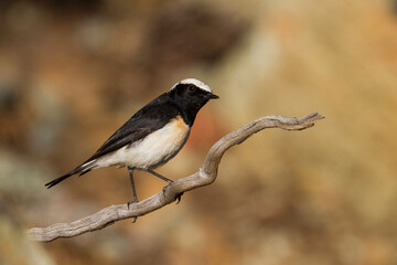 Cyprustapuit, Cyprus Wheatear, Oenanthe cypriaca