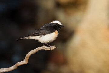 Obraz premium Cyprustapuit, Cyprus Wheatear, Oenanthe cypriaca