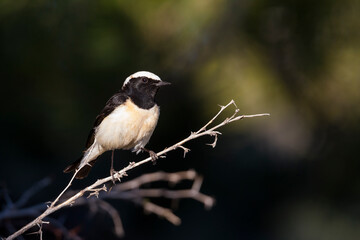 Cyprustapuit, Cyprus Wheatear, Oenanthe cypriaca