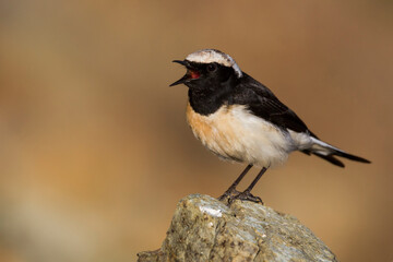 Obraz premium Cyprustapuit, Cyprus Wheatear, Oenanthe cypriaca