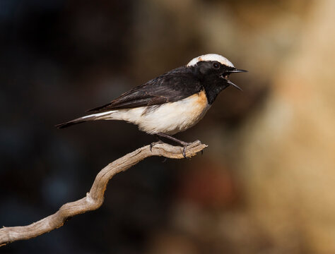 Cyprustapuit, Cyprus Wheatear, Oenanthe Cypriaca